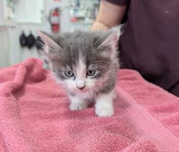 Aneesa -  Domestic Long Hair Cat for Adoption in Cottonwood, Minnesota - Aneesa | PetCurious