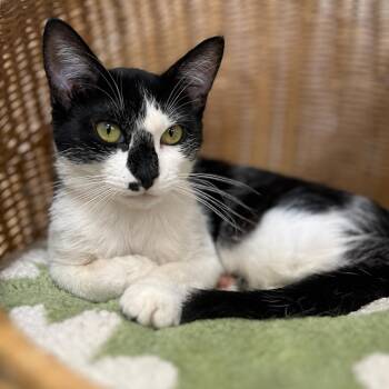 Domestic Short Hair Cats Available for Adoption in Tustin, California - Rose | PetCurious