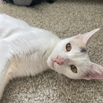 Solara -  Domestic Short Hair Cat for Adoption in Tustin, California - Solara | PetCurious