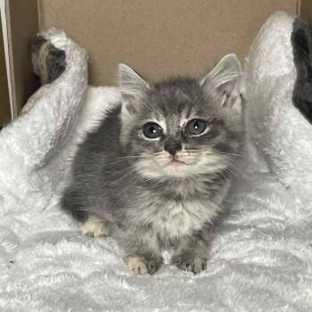 Rescue Dilute Tortoiseshell and Domestic Short Hair Cats for Adoption in Mastic, New York - Lila | PetCurious