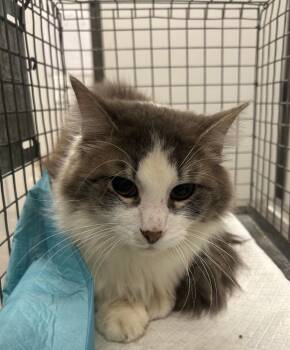 Domestic Long Hair Cats Available for Adoption in Clarksville, Tennessee - Parcy | PetCurious