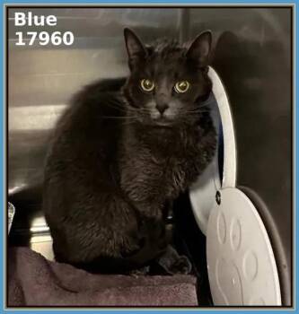 Domestic Short Hair Cats Available for Adoption in Marietta, Georgia - Blue(628) | PetCurious