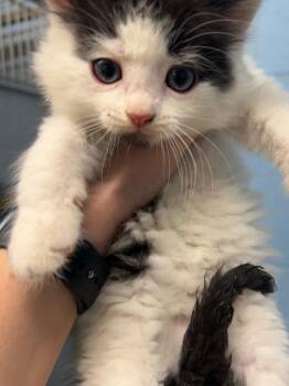 Domestic Long Hair Cats Available for Adoption - Bailey | PetCurious