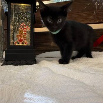 Rescue Domestic Short Hair Cats for Adoption in Shorewood, Illinois - Rachel | PetCurious