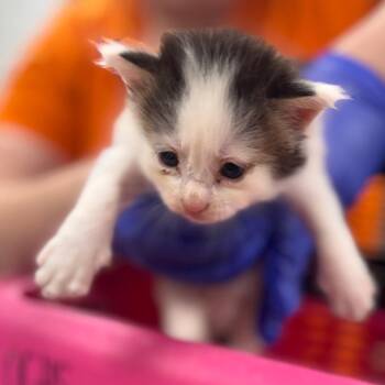 Spike -  Domestic Long Hair Cat for Adoption in Starkville, Mississippi - Spike | PetCurious