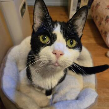 Rick James -  Domestic Short Hair and Mixed Breed Cat for Adoption in Philadelphia, Pennsylvania - Rick James | PetCurious