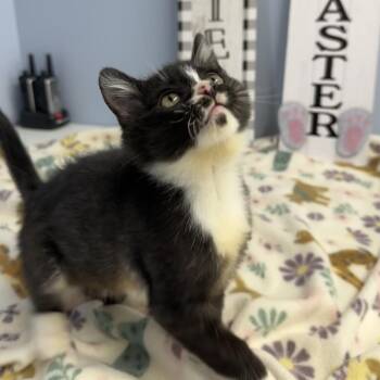 American Shorthair and Domestic Short Hair Cats Available for Adoption - Charlie Chaplin | PetCurious