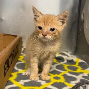 Carlos -  Domestic Short Hair Cat for Adoption in Martinsville, Virginia - Carlos | PetCurious