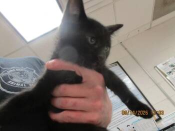 Orzo(660) -  Domestic Short Hair Cat for Adoption in Marietta, Georgia - Orzo(660) | PetCurious