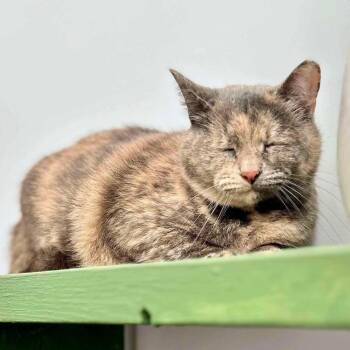 Domestic Short Hair Cats Available for Adoption in Raleigh, North Carolina - Tilly | PetCurious