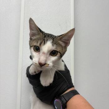 Opossum Shadow -  Domestic Short Hair Cat for Adoption in Abilene, Texas - Opossum Shadow | PetCurious