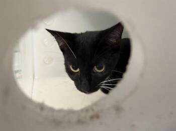 NOLAN -  Domestic Short Hair Cat for Adoption in Grand Prairie, Texas - NOLAN | PetCurious