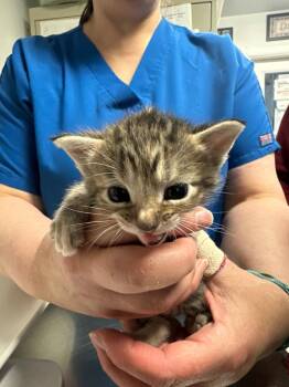 Ivy -  Domestic Short Hair Cat for Adoption in Trenton, New Jersey - Ivy | PetCurious
