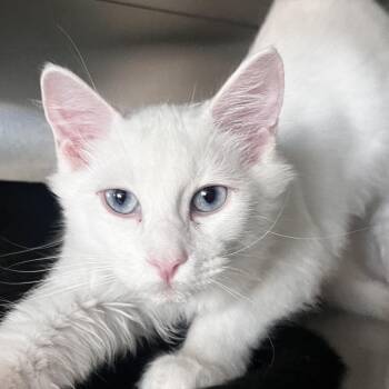 Bob -  Domestic Medium Hair Cat for Adoption in Reno, Nevada - Bob | PetCurious