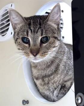 Domestic Short Hair Cats Available for Adoption in Boston, Massachusetts - FAUNA | PetCurious