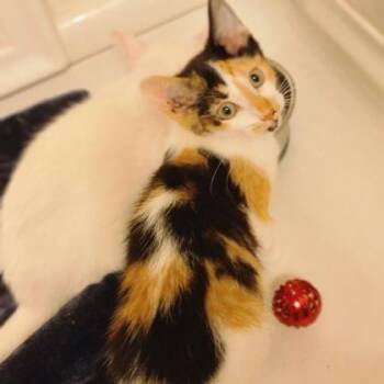 Romance -  Domestic Short Hair Cat Available for Adoption in Verona, Wisconsin - Romance | PetCurious