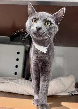 MONCHO -  Domestic Short Hair Cat for Adoption in San Francisco, California - MONCHO | PetCurious