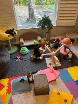 Lacey and Cagney -  Domestic Medium Hair Cat Available for Adoption in New York, New York - Lacey And Cagney | PetCurious