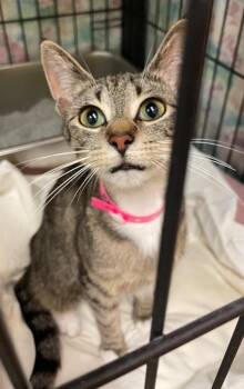 MAI TAI -  Domestic Short Hair Cat for Adoption in Muskegon, Michigan - MAI TAI | PetCurious