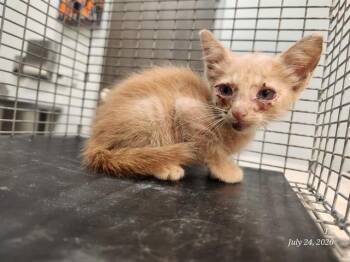 JOY -  Domestic Short Hair Cat for Adoption in Baytown, Texas - JOY | PetCurious