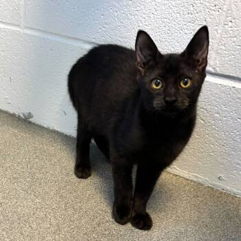 Rescue Domestic Short Hair Cats for Adoption in Carencro, Louisiana - Click | PetCurious