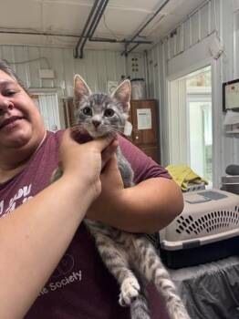 Rescue Domestic Short Hair Cats for Adoption in Glenfield, New York - Raul/lilo | PetCurious