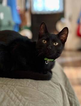 Starling -  American Shorthair Cat for Adoption in Gulfport, Mississippi - Starling | PetCurious