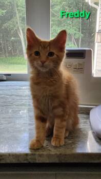 Freddy (siblings are Shaggy & Velma) -  Domestic Medium Hair Cat for Adoption in Brighton, Michigan - Freddy (siblings Are Shaggy & Velma) | PetCurious