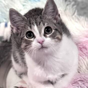 Snickers -  Domestic Short Hair Cat for Adoption in Sedalia, Missouri - Snickers | PetCurious
