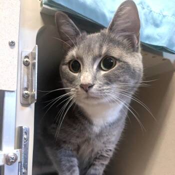 Domestic Short Hair Cats Available for Adoption - Lady Luna | PetCurious
