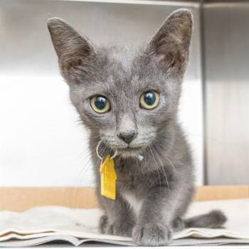 BANG -  Domestic Short Hair Cat for Adoption in St. Louis, Missouri - BANG | PetCurious