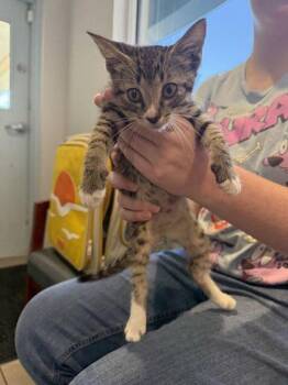 Lucky Charm -  Domestic Short Hair Cat for Adoption in Daytona Beach, Florida - Lucky Charm | PetCurious