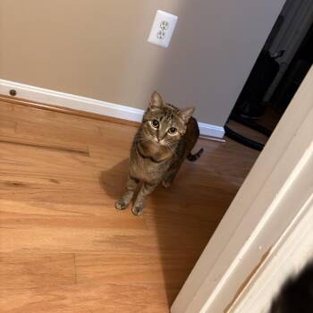 Domestic Short Hair Cats Available for Adoption - Aurora | PetCurious