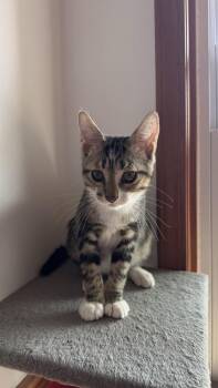 Huey -  Domestic Short Hair Cat for Adoption in New Woodstock, New York - Huey | PetCurious
