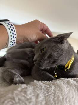 Elsa -  Domestic Short Hair Cat for Adoption in Harrisburg, Pennsylvania - Elsa | PetCurious
