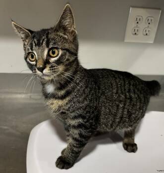 Rescue Domestic Short Hair Cats for Adoption in Irondequoit, New York - Moon | PetCurious