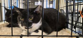 Domestic Short Hair Cats Available for Adoption in Dublin, Ohio - Anemone | PetCurious