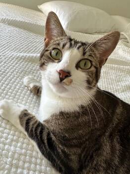 Copper -  Tabby Cat for Adoption in Laguna Beach, California - Copper | PetCurious