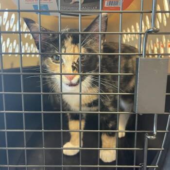 Shasta found in Target parking lot -  Domestic Short Hair Cat for Adoption in Rochester, Minnesota - Shasta Found In Target Parking Lot | PetCurious