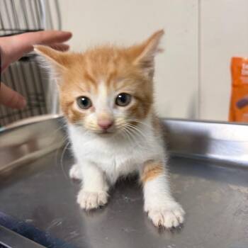 Crush -  Domestic Short Hair Cat for Adoption in Starkville, Mississippi - Crush | PetCurious