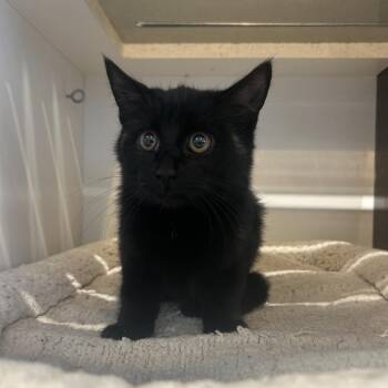 Sharpie -  Domestic Short Hair Cat for Adoption in Park City, Utah - Sharpie | PetCurious