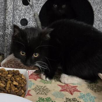 Domestic Short Hair Cats Available for Adoption - Ketchup | PetCurious