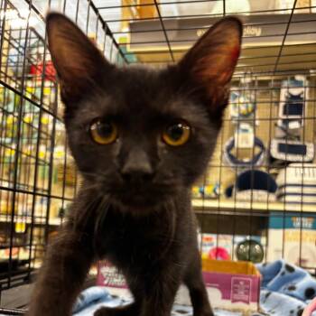 Gloria -  Domestic Short Hair Cat for Adoption in NEW PT RICHEY, Florida - Gloria | PetCurious