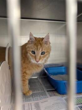 Caramel -  Domestic Long Hair and Domestic Short Hair Cat for Adoption in Montreal, Quebec - Caramel | PetCurious