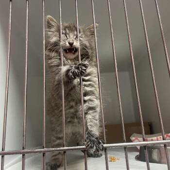 Lint -  Domestic Medium Hair Cat for Adoption in Branson, Missouri - Lint | PetCurious