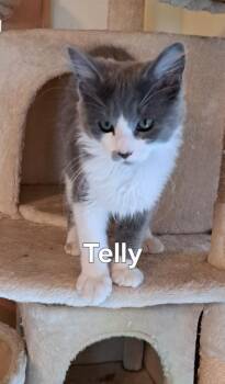 Telly -  Domestic Long Hair Cat for Adoption in Plattsburgh, New York - Telly | PetCurious