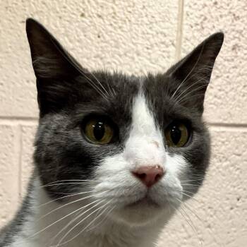 Grayson -  Domestic Short Hair Cat for Adoption in Las Cruces, New Mexico - Grayson | PetCurious