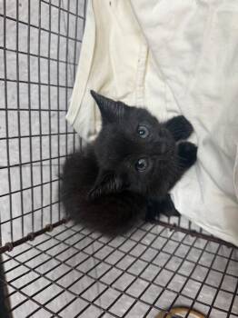 Domestic Short Hair Cats Available for Adoption in Sorrento, Louisiana - 26-0362C | PetCurious