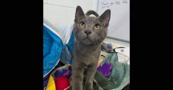 Glen -  Domestic Short Hair Cat for Adoption in Mishawaka, Indiana - Glen | PetCurious