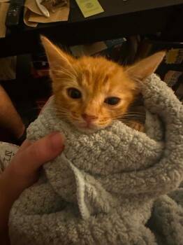 Picante -  Domestic Short Hair Cat for Adoption in Augusta, Georgia - Picante | PetCurious